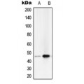 LifeSab™ PAI2 Rabbit pAb (50 µl)