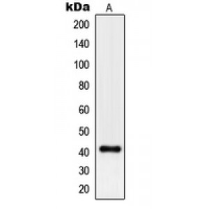 LifeSab™ Pepsin A Rabbit pAb (50 µl)