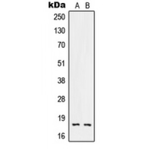 LifeSab™ RNASE3 Rabbit pAb (50 µl)