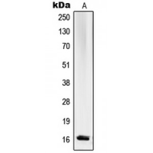 LifeSab™ RPL27A Rabbit pAb (50 µl)