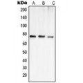 LifeSab™ OATP1 Rabbit pAb (50 µl)