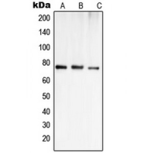 LifeSab™ OATP1 Rabbit pAb (50 µl)