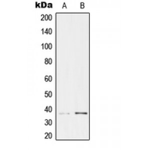 LifeSab™ TCF19 Rabbit pAb (50 µl)