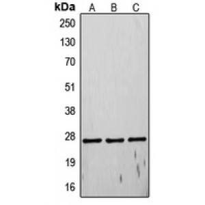 LifeSab™ TIMP4 Rabbit pAb (50 µl)