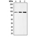 LifeSab™ CD284 Rabbit pAb (50 µl)