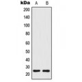 LifeSab™ Tetraspanin 8 Rabbit pAb (50 µl)