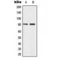 LifeSab™ p73 (pY99) Rabbit pAb (50 µl)