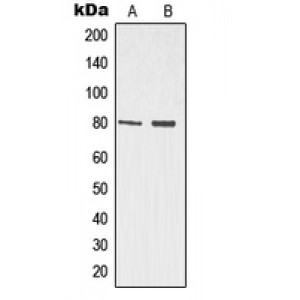 LifeSab™ p73 Rabbit pAb (50 µl)