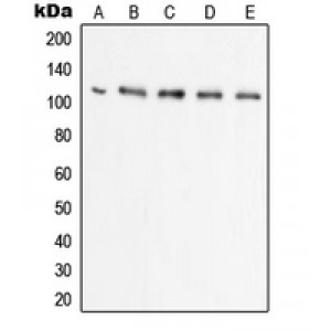 LifeSab™ UBA7 Rabbit pAb (50 µl)