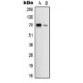 LifeSab™ Uromodulin Rabbit pAb (50 µl)