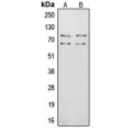 LifeSab™ Vitronectin Rabbit pAb (50 µl)