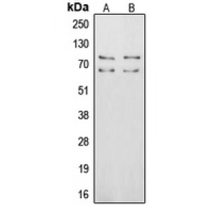 LifeSab™ Vitronectin Rabbit pAb (50 µl)