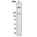 LifeSab™ ALMS1 Rabbit pAb (50 µl)