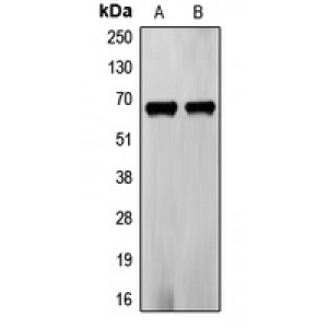 LifeSab™ Frizzled 5 Rabbit pAb (50 µl)