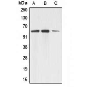 LifeSab™ Adracalin Rabbit pAb (50 µl)