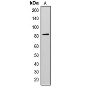 LifeSab™ AKAP17A Rabbit pAb (50 µl)