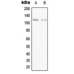 LifeSab™ PPFIBP1 Rabbit pAb (50 µl)