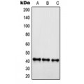 LifeSab™ EDG6 Rabbit pAb (50 µl)