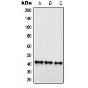 LifeSab™ EDG6 Rabbit pAb (50 µl)