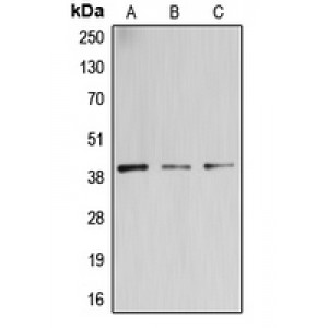 LifeSab™ B3GALT4 Rabbit pAb (50 µl)