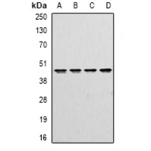 LifeSab™ DR3 Rabbit pAb (50 µl)