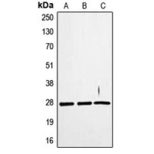 LifeSab™ TWEAK Rabbit pAb (50 µl)