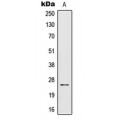 LifeSab™ IL-32 Rabbit pAb (50 µl)