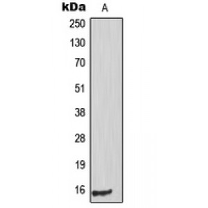 LifeSab™ PIG11 Rabbit pAb (50 µl)