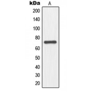 LifeSab™ NFE2L3 Rabbit pAb (50 µl)