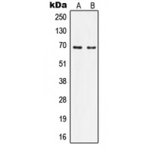 LifeSab™ Nephrocystin 5 Rabbit pAb (50 µl)