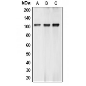 LifeSab™ BCLAF1 Rabbit pAb (50 µl)