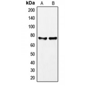 LifeSab™ GAB2 Rabbit pAb (50 µl)