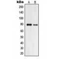 LifeSab™ Praja2 Rabbit pAb (50 µl)