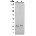 LifeSab™ ENDOGL1 Rabbit pAb (50 µl)