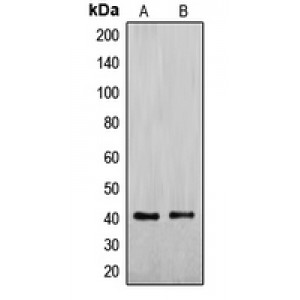 LifeSab™ ENDOGL1 Rabbit pAb (50 µl)