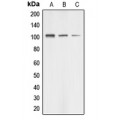 LifeSab™ AASS Rabbit pAb (50 µl)