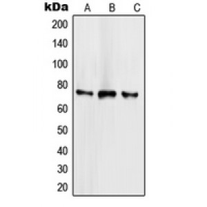 LifeSab™ SCML2 Rabbit pAb (50 µl)