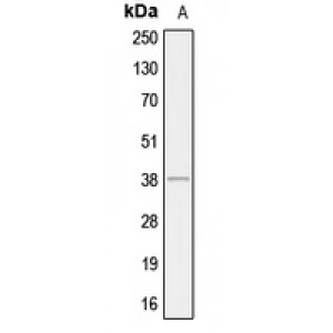 LifeSab™ AHA1 Rabbit pAb (50 µl)