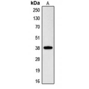 LifeSab™ RNF197 Rabbit pAb (50 µl)