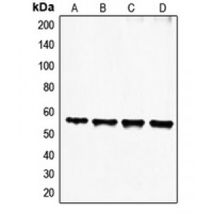 LifeSab™ FGL2 Rabbit pAb (50 µl)