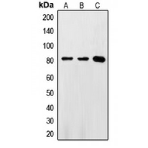 LifeSab™ FASTKD2 Rabbit pAb (50 µl)