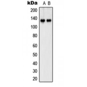 LifeSab™ SHANK2 Rabbit pAb (50 µl)