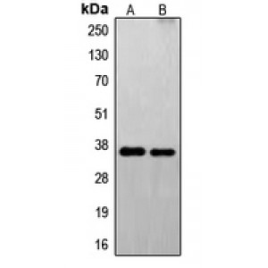 LifeSab™ FAIM2 Rabbit pAb (50 µl)