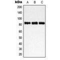 LifeSab™ NCAPH Rabbit pAb (50 µl)