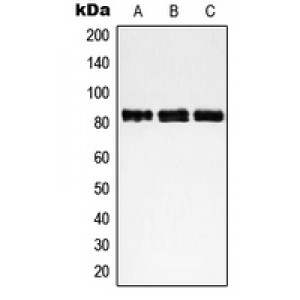 LifeSab™ NCAPH Rabbit pAb (50 µl)