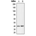 LifeSab™ EDG7 Rabbit pAb (50 µl)