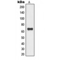 LifeSab™ TOR1AIP1 Rabbit pAb (50 µl)