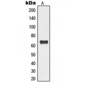 LifeSab™ TOR1AIP1 Rabbit pAb (50 µl)