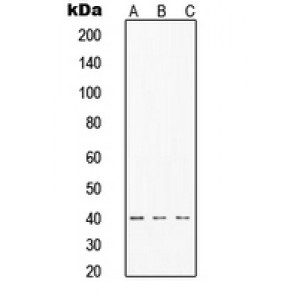 LifeSab™ TIN2 Rabbit pAb (50 µl)