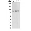 LifeSab™ UHRF1 Rabbit pAb (50 µl)